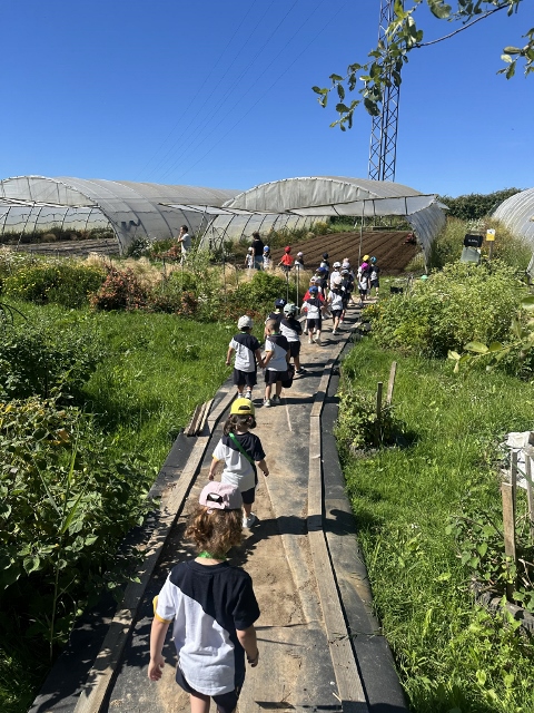 Huerto Ecológico. Fundación AMPROS